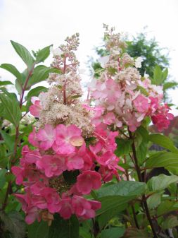 Rispenhortensie-Hydrange paniculata Pinky Winky